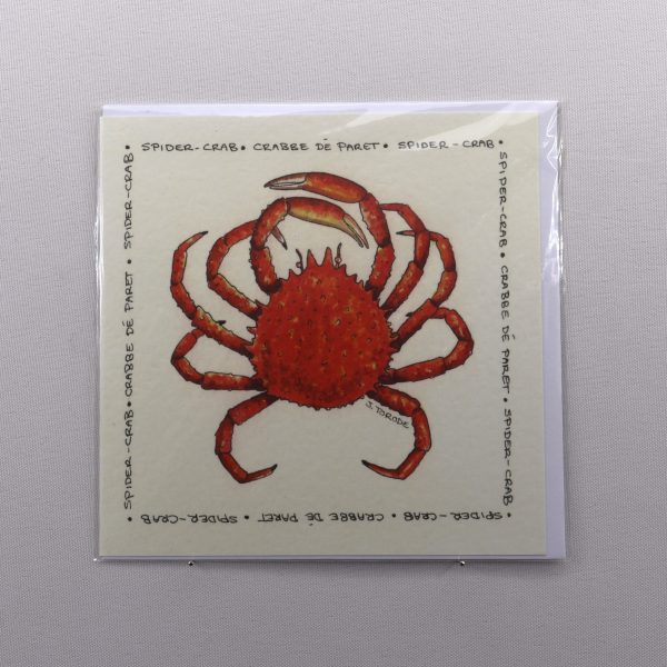 SPIDER CRAB